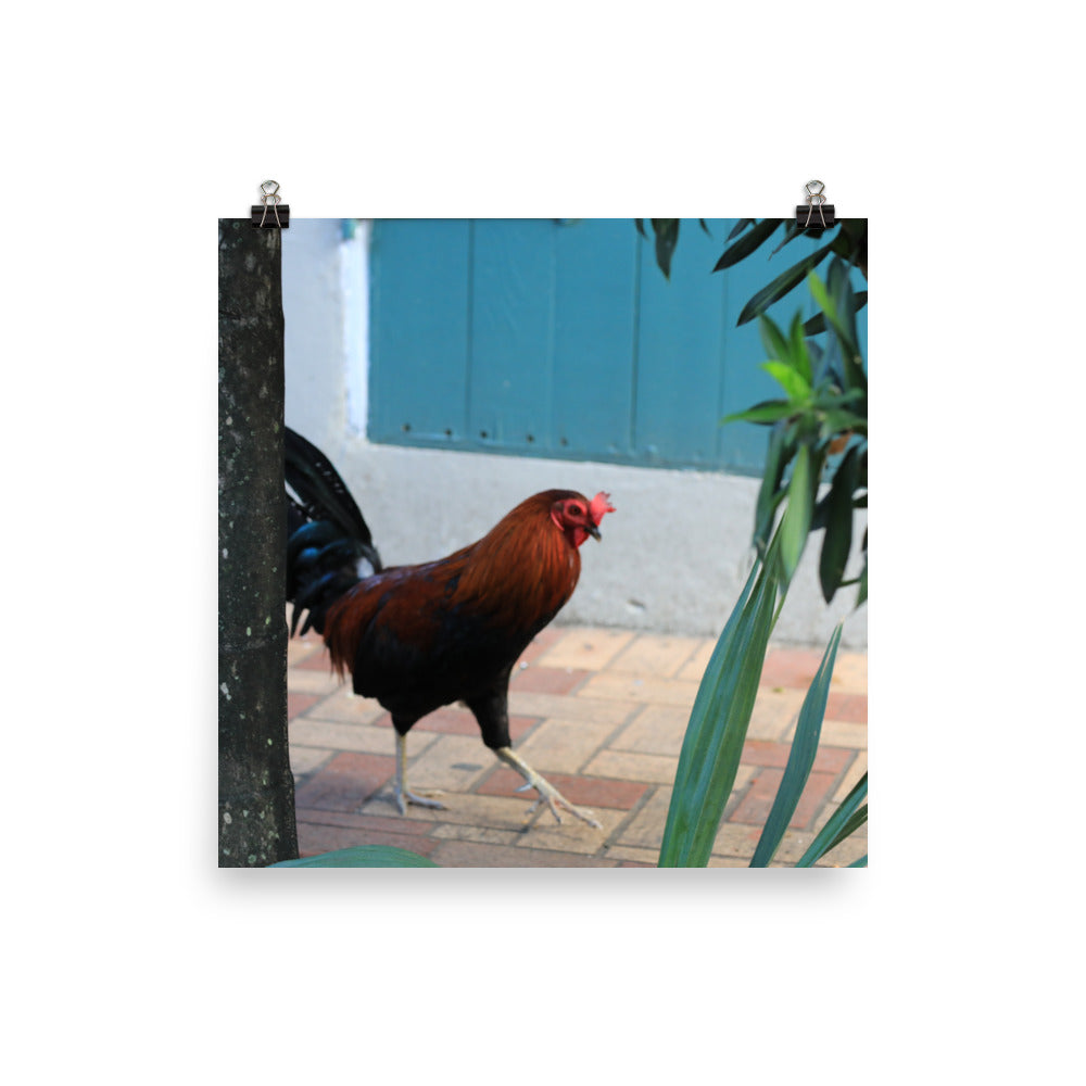 Gallery Prints
