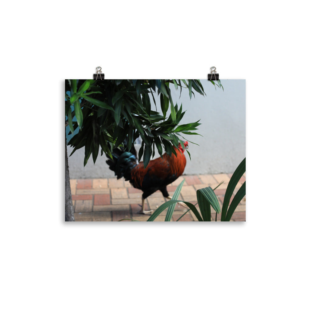 Gallery Prints