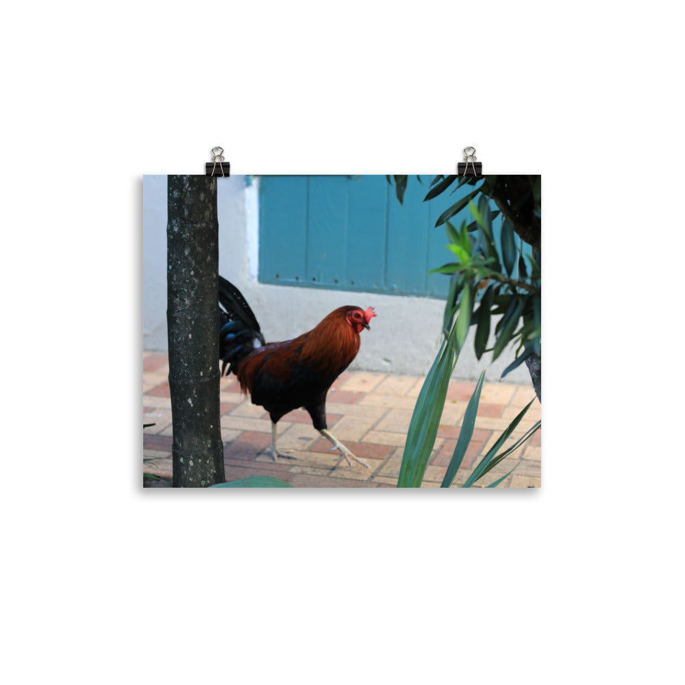 Gallery Prints