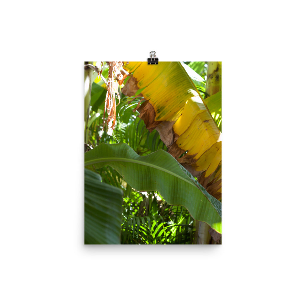 Gallery Prints
