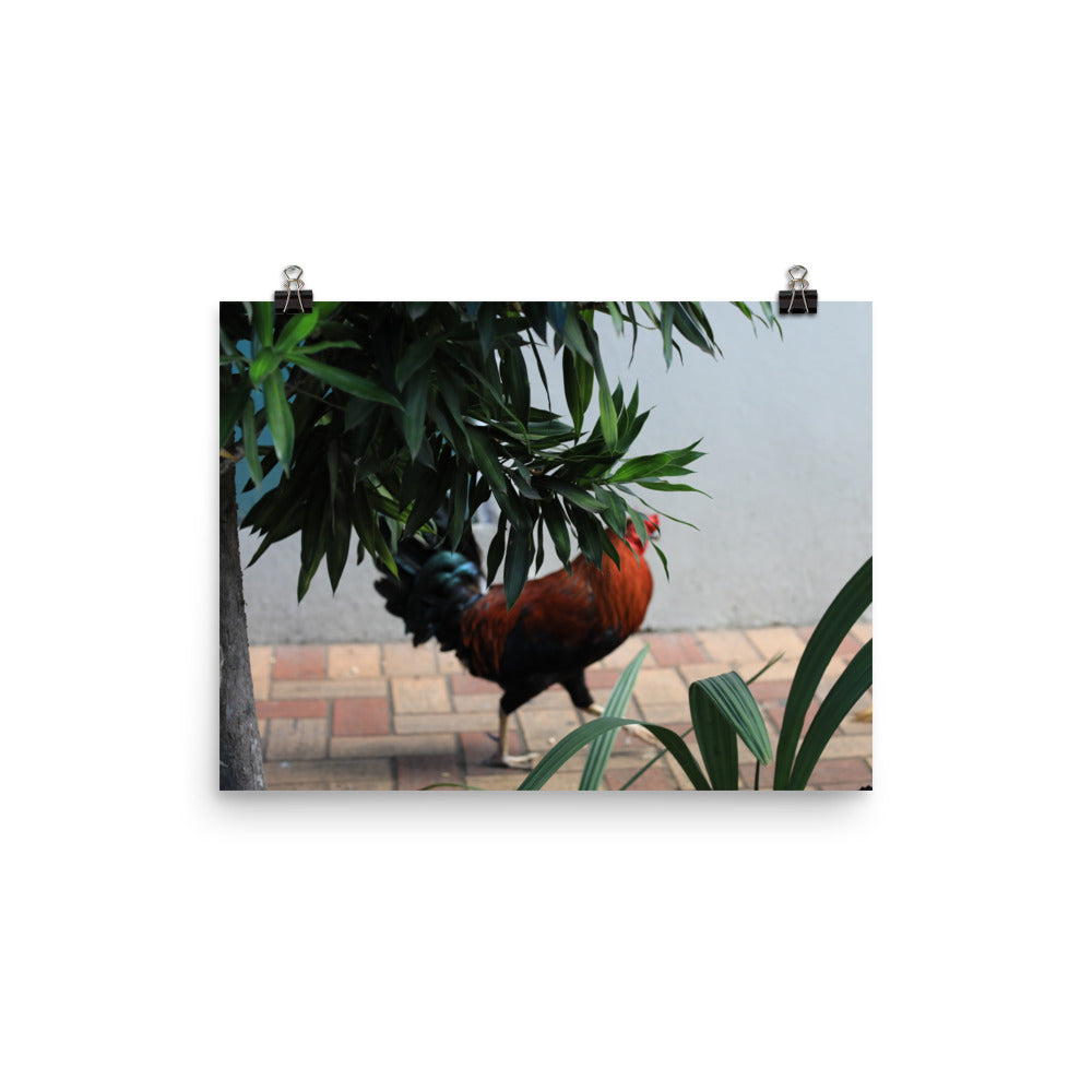 Gallery Prints