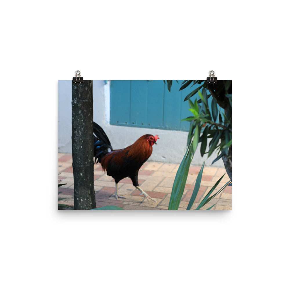 Gallery Prints