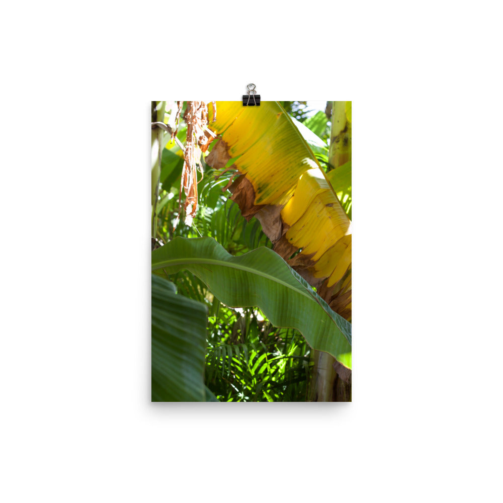 Gallery Prints
