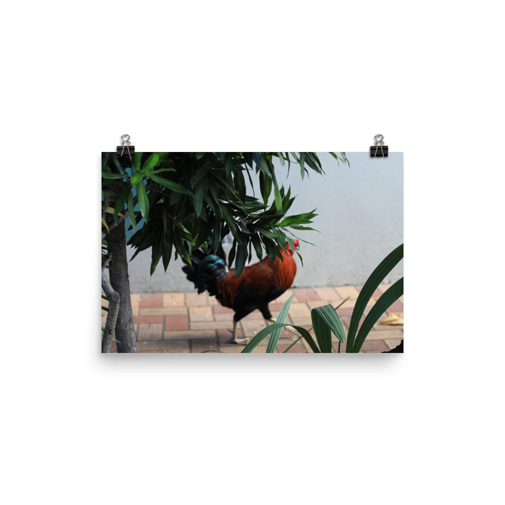 Gallery Prints