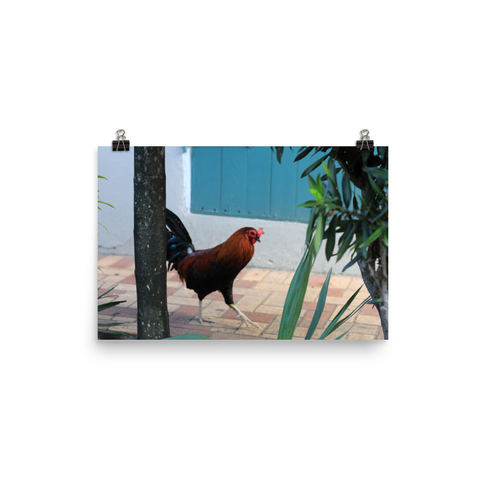 Gallery Prints