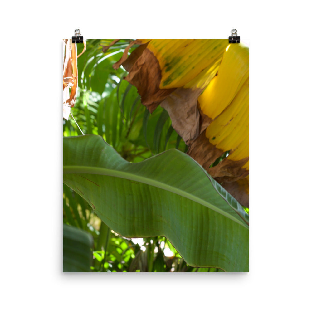 Gallery Prints