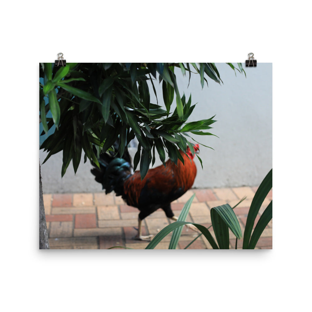 Gallery Prints