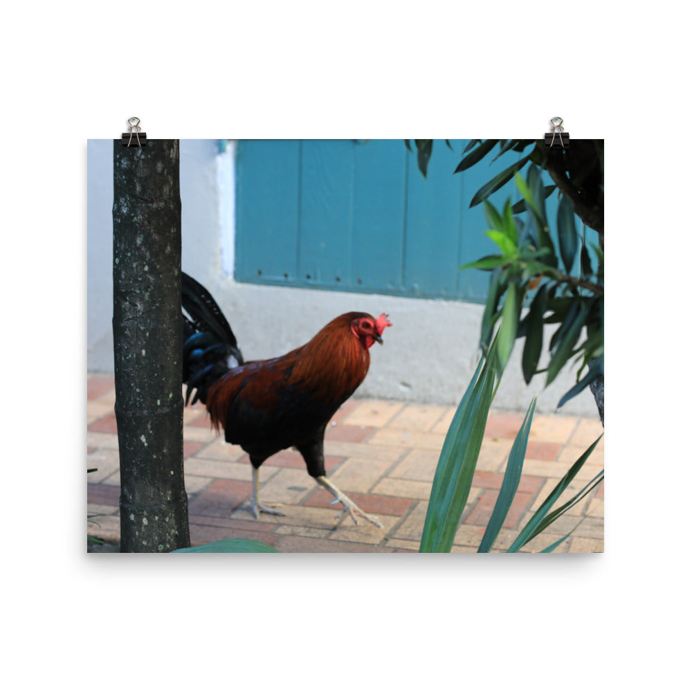 Gallery Prints