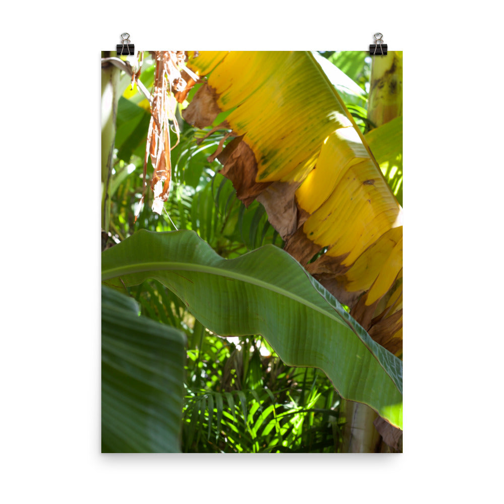 Gallery Prints