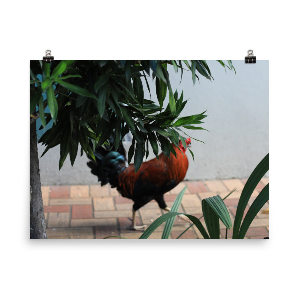 Gallery Prints