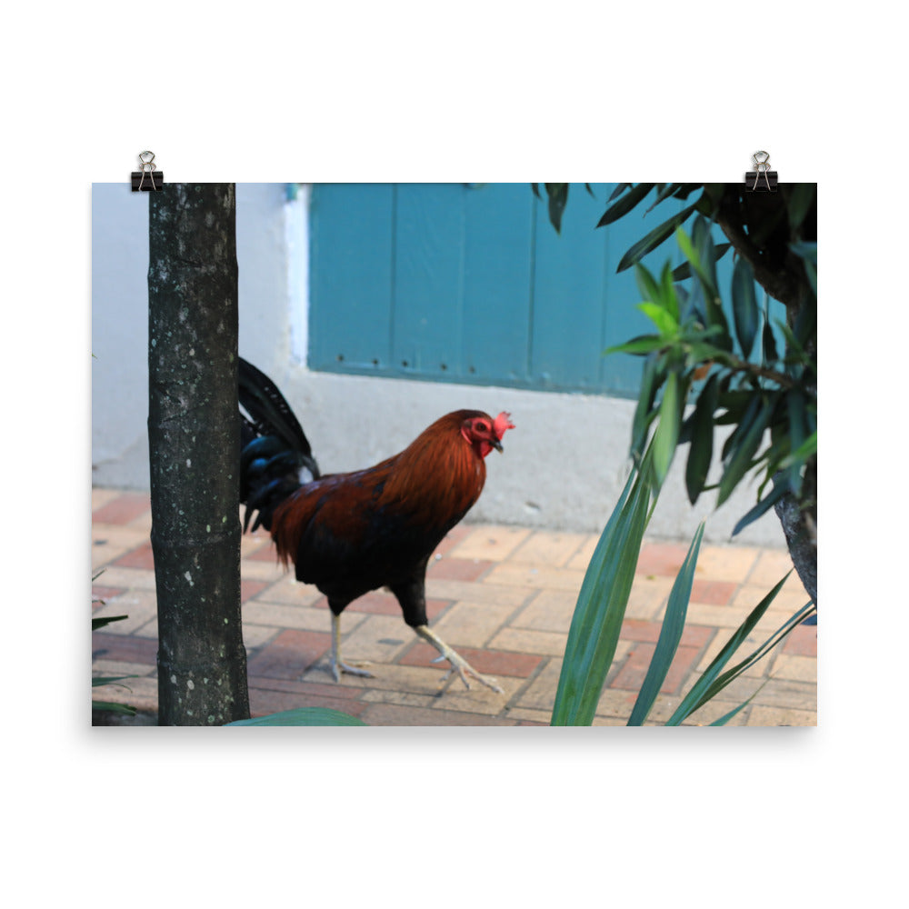 Gallery Prints