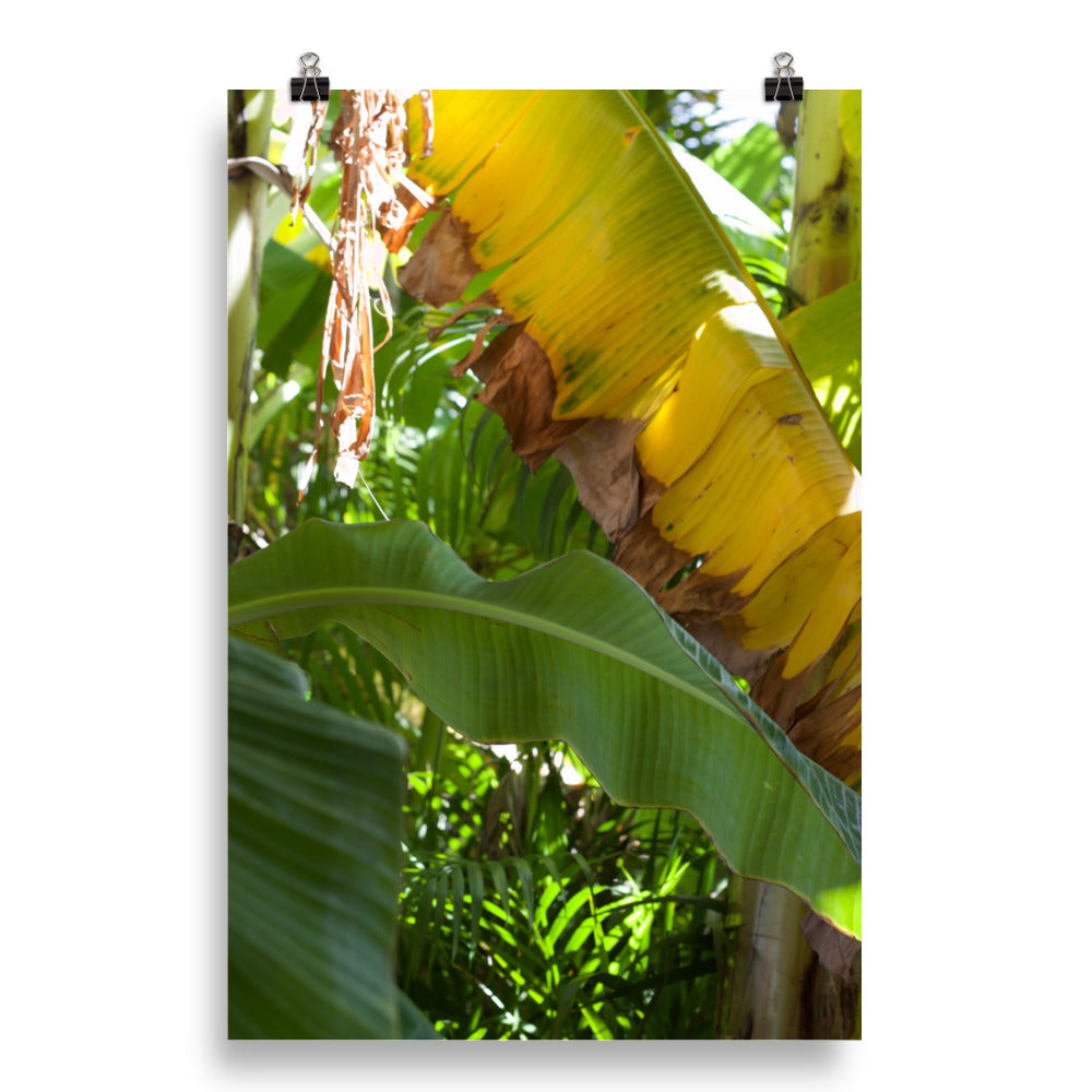 Gallery Prints