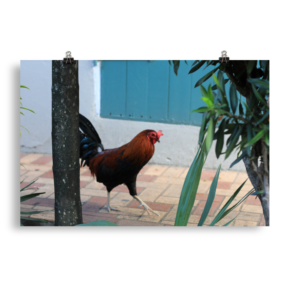 Gallery Prints
