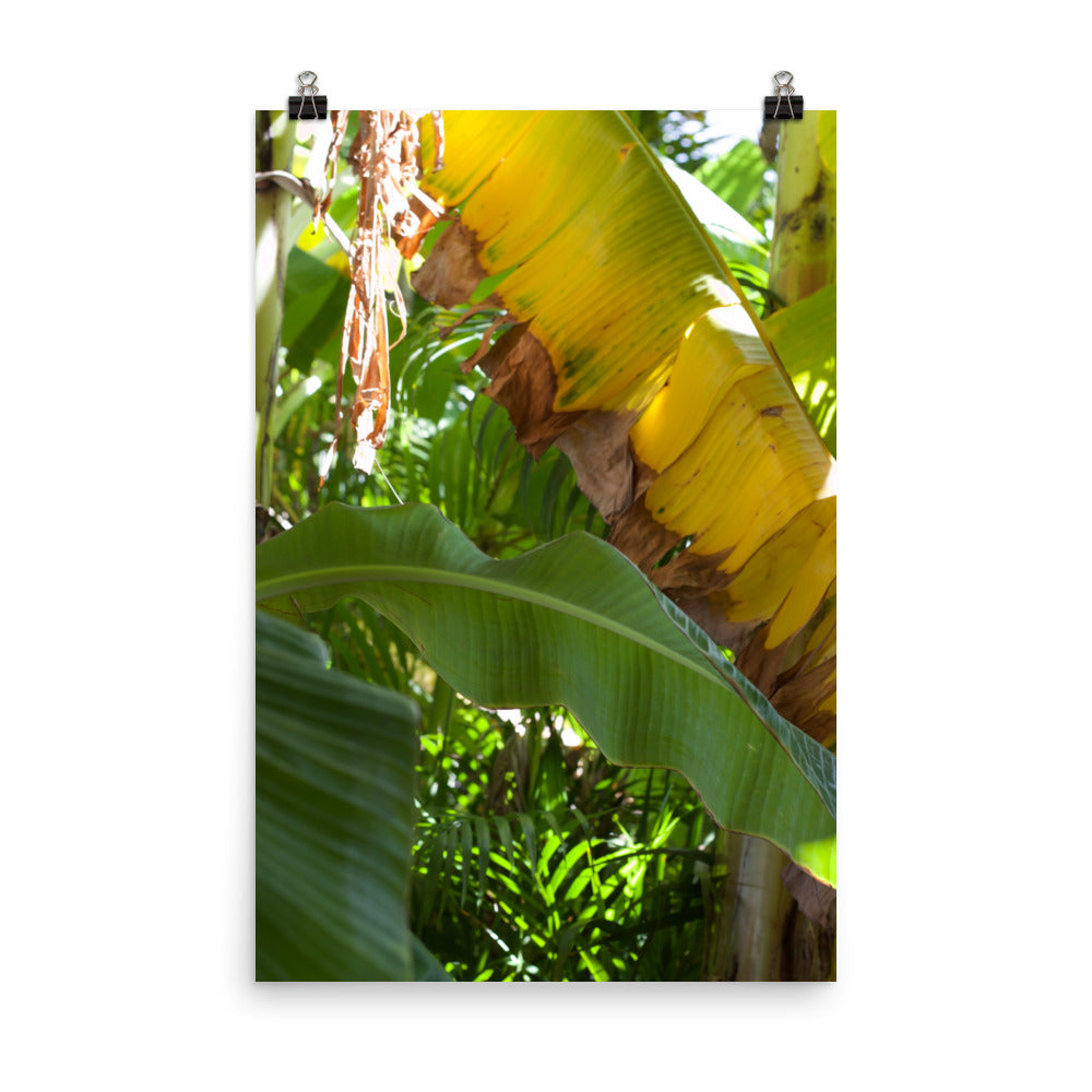 Gallery Prints