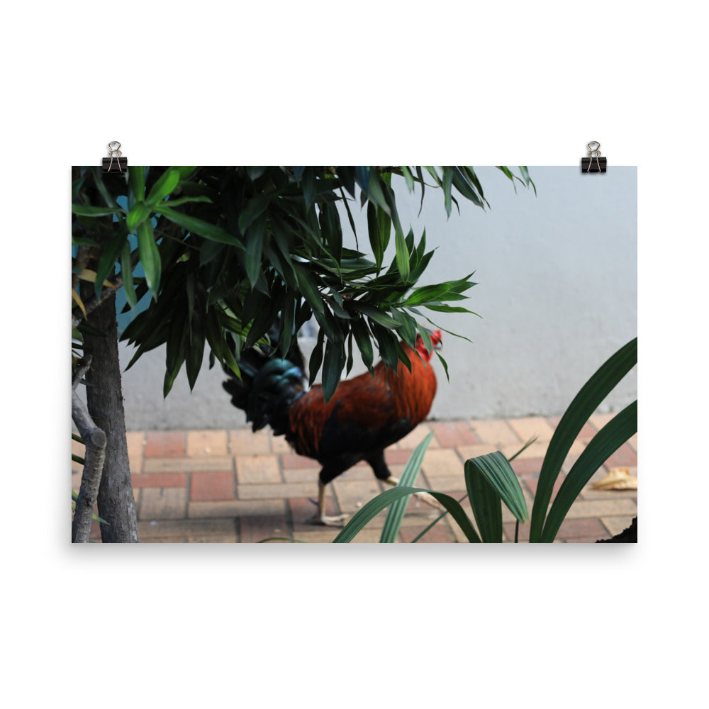 Gallery Prints