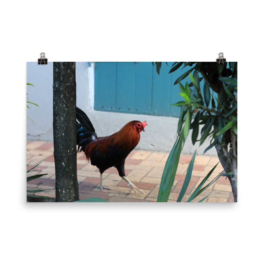 Gallery Prints