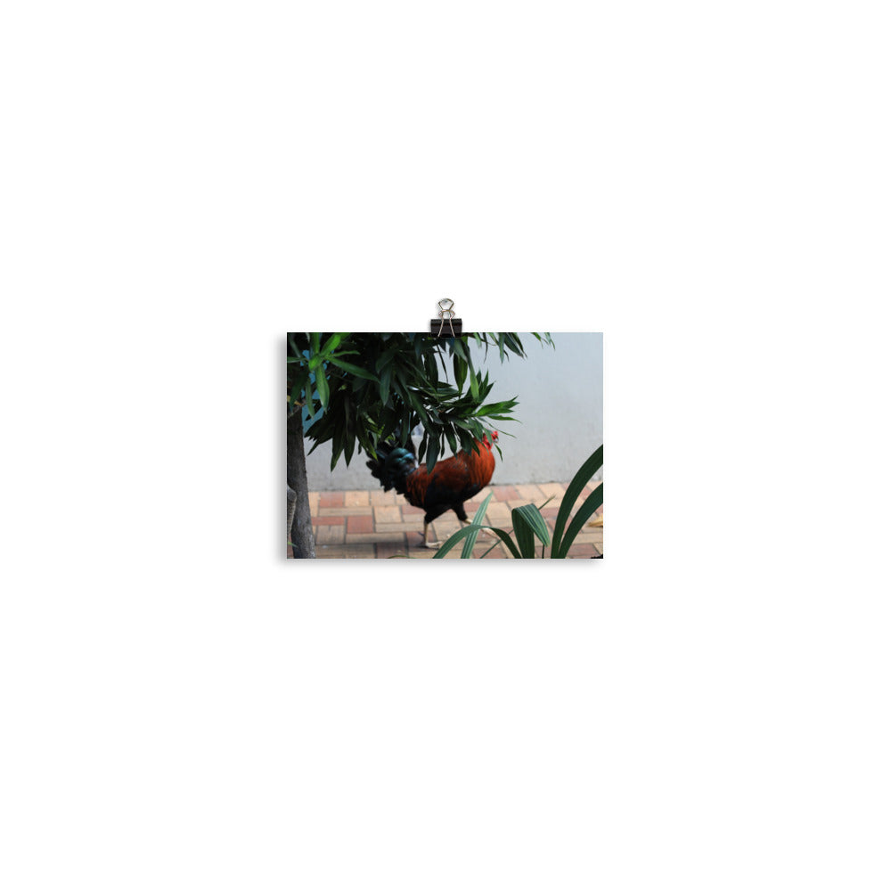 Gallery Prints
