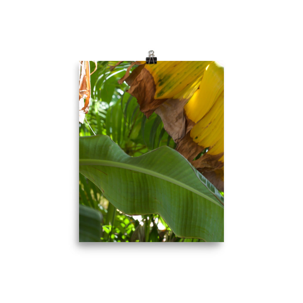Gallery Prints