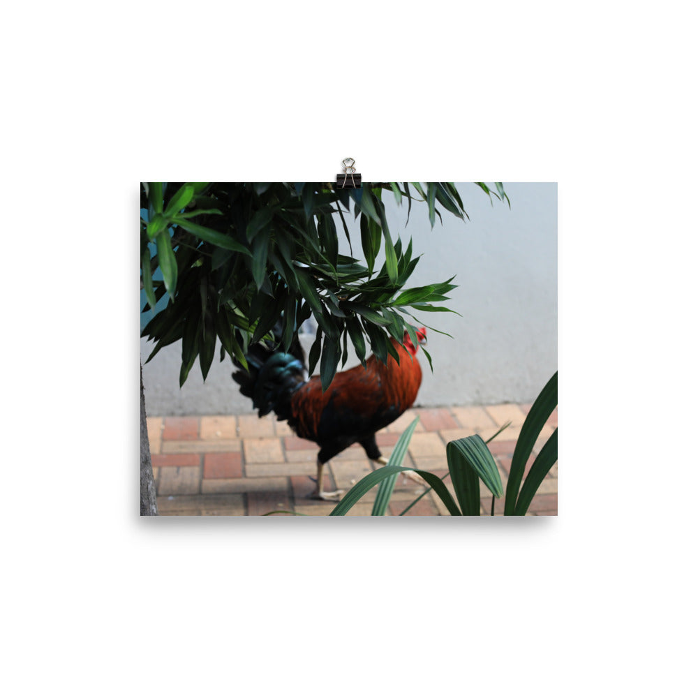 Gallery Prints