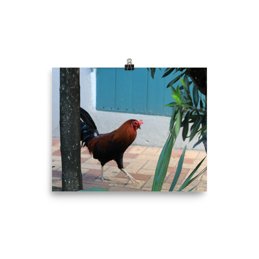 Gallery Prints